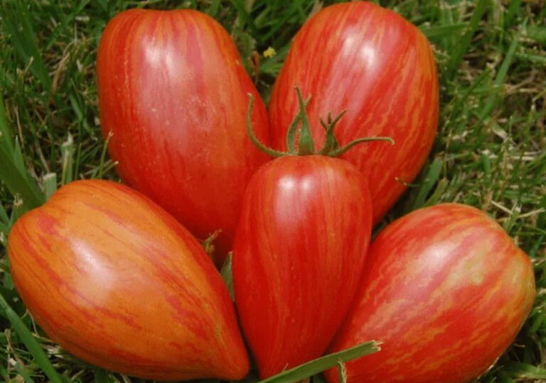 Меня трудно уже удивить сортами помидоров, но эти 3 сорта вне конкуренции