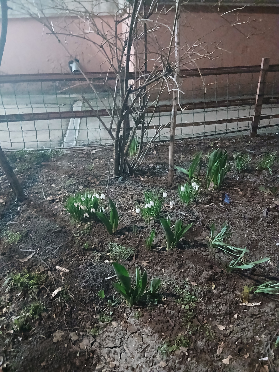 Как будто подснежники)