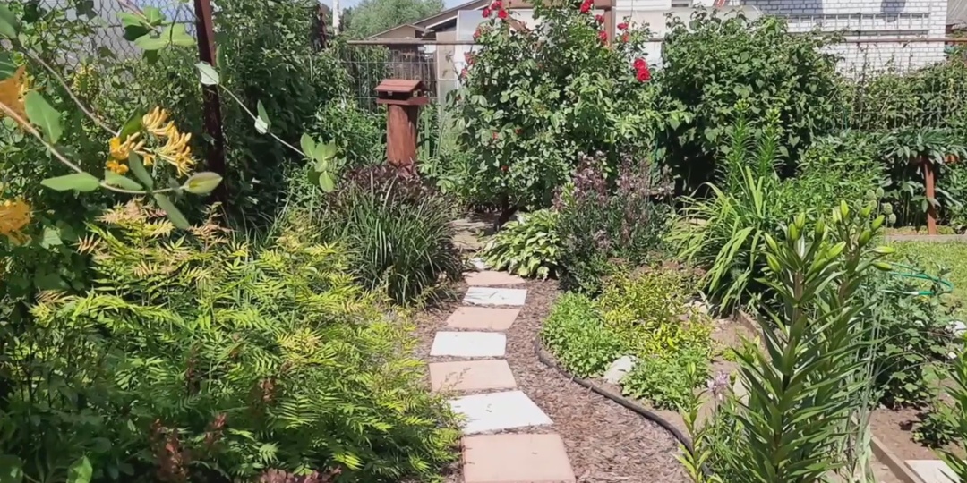 Что растет вдоль дорожки?