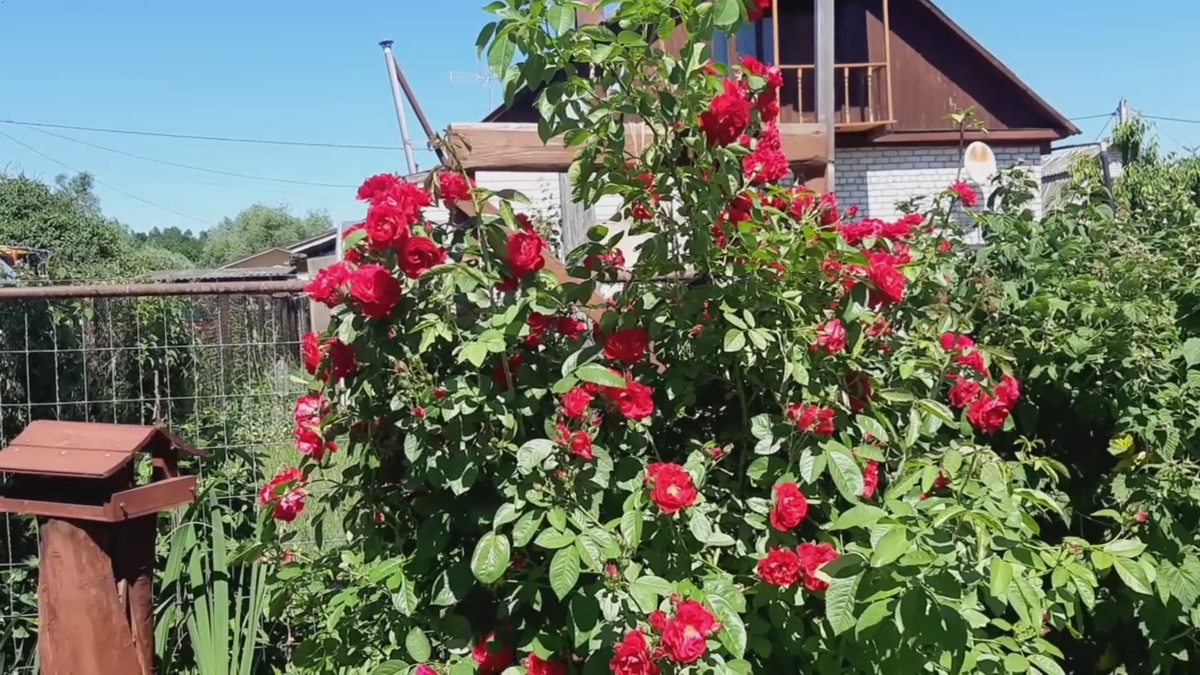 Плетистая роза Фламентанц.