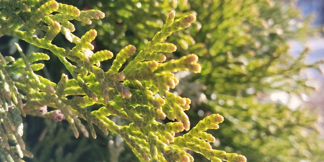 День тишины: когда моя «штуковина» отложена в сторону