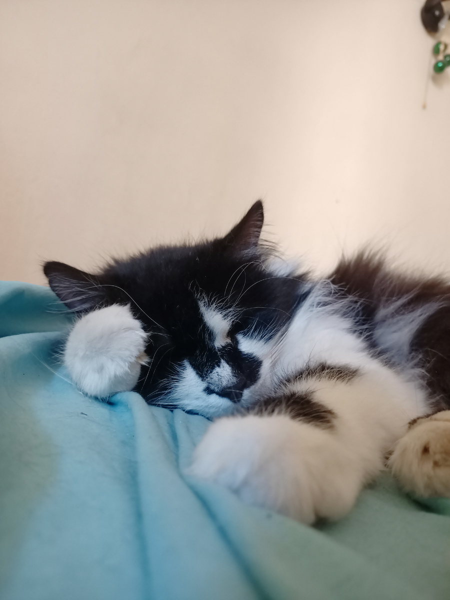 Ночной Аналитик