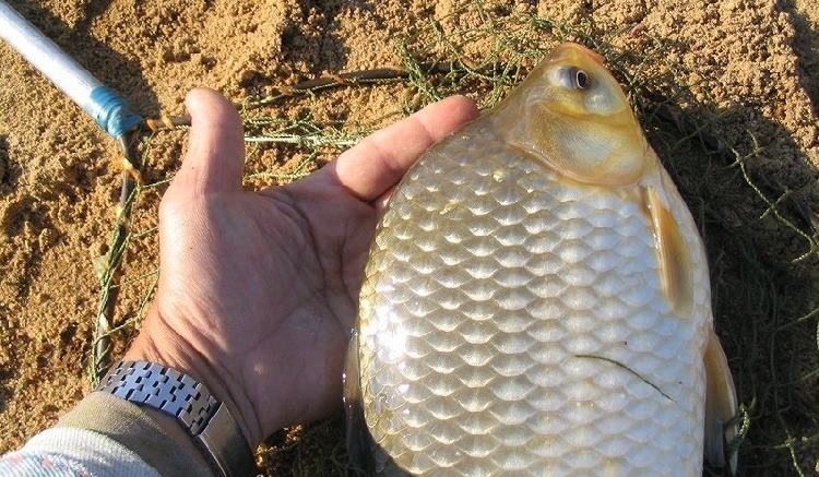 Топ-3 запаха, от которых карась без ума: проверено лично