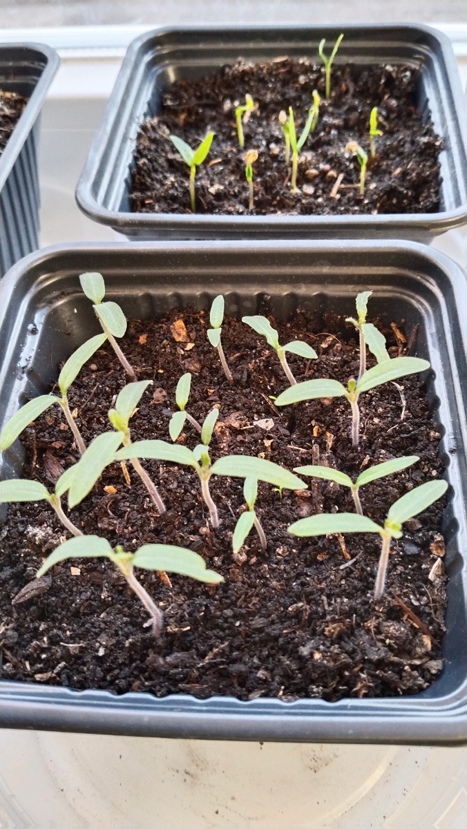 Это ли не чудо?!