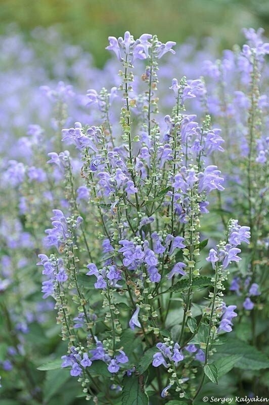 Шлемник седой