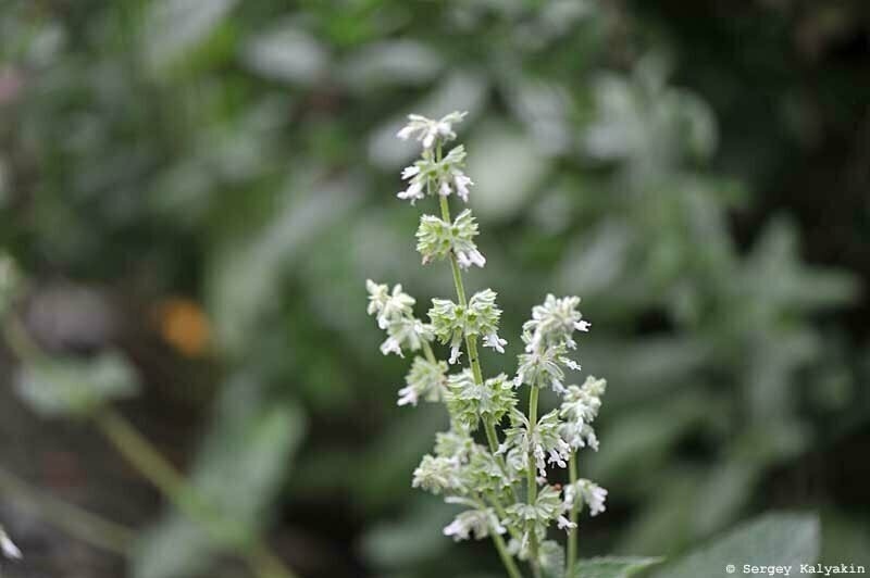 Шалфей мутовчатый Альбум