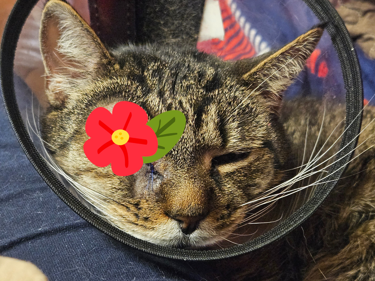 Виссарион Семенович.