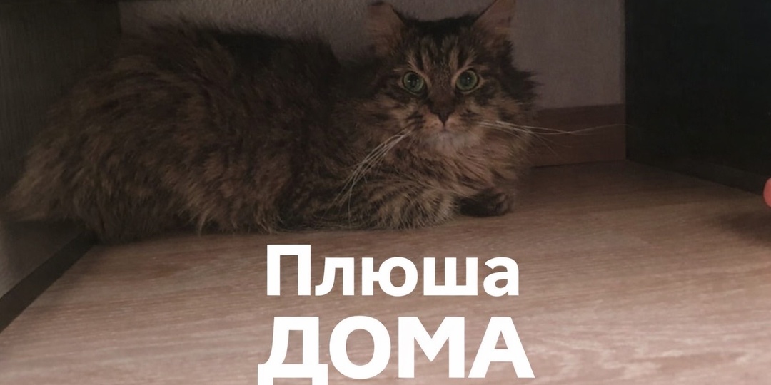 😻Няш-няшевич Плюшенька УЖЕ ДОМА🏡