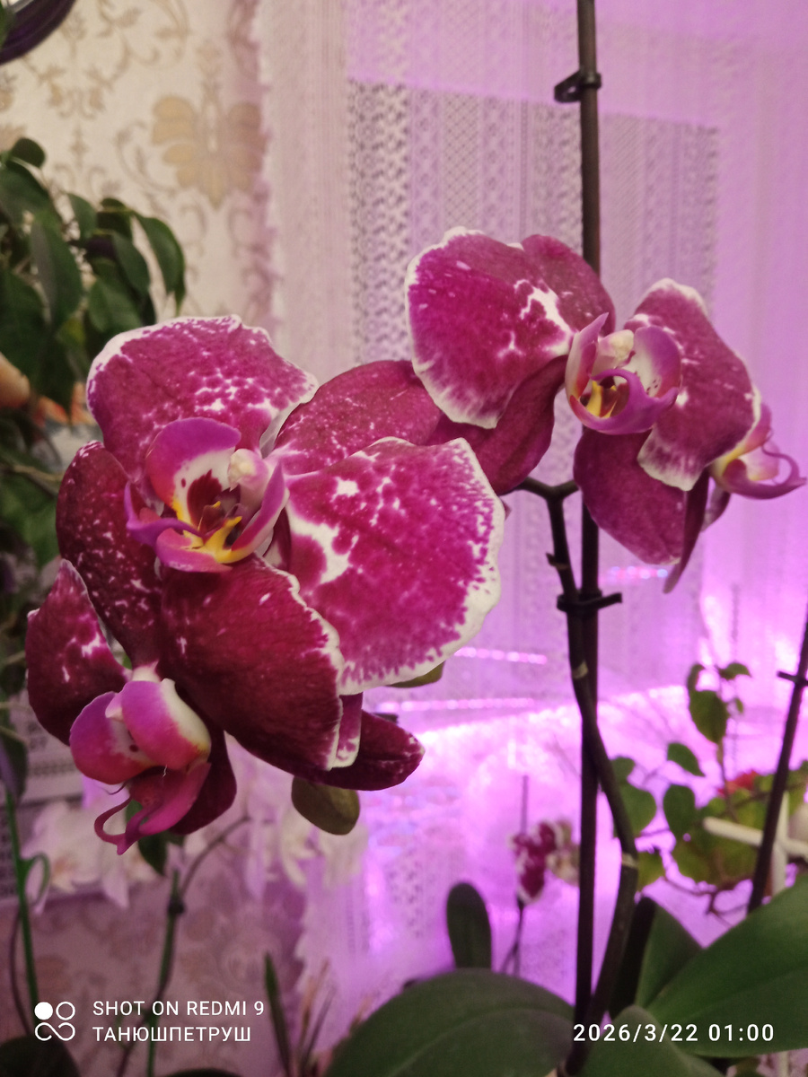 Этого красавчика купила мне подарил сын на 8 Марта три года тому назад.