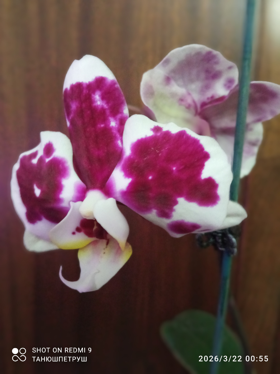 Фаленопсис, купленый в супермаркете и спасенный от лютой смерти - гербария.