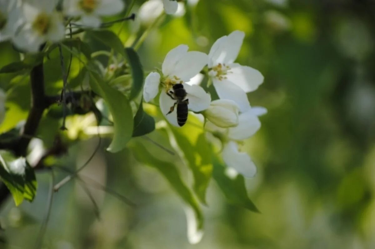    Апрель в Новосибирске будет аномально тёплым