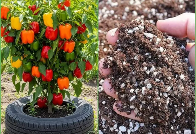 Перлит и Вермикулит: в чем различие и как выбрать для пикировки рассады