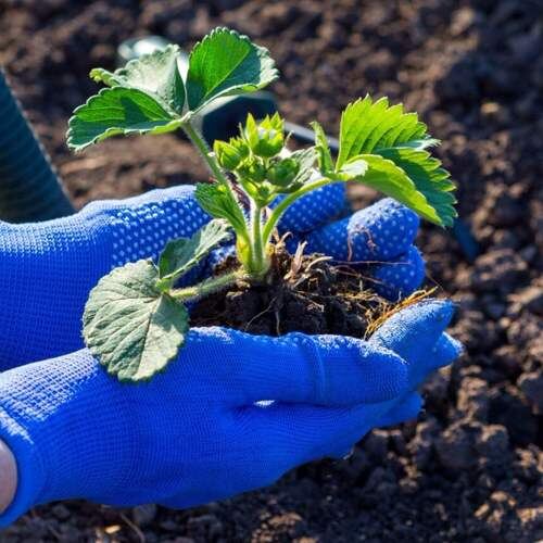 Высадка клубники