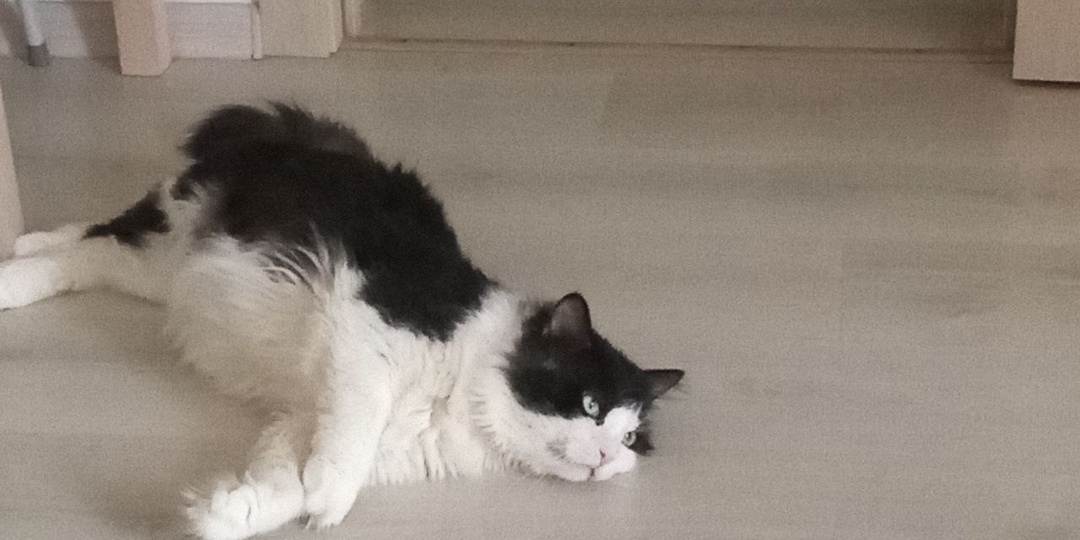 😽Привет из дома от котика Мишани🐾🐈