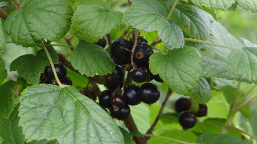    Автор фото - Анна Ефимова