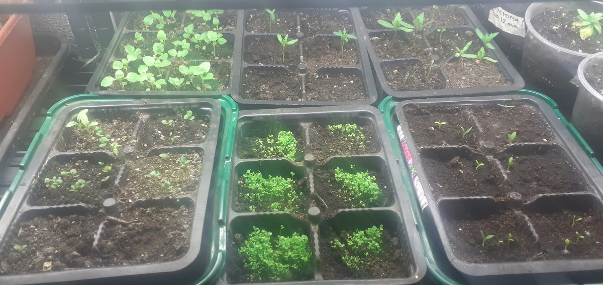 Разные цветочки, сроки посева так же разные, сезон 2026.