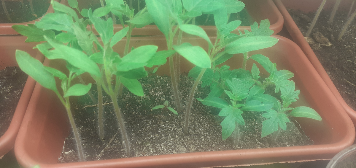 Рассада томатов, посев 8.03.2026