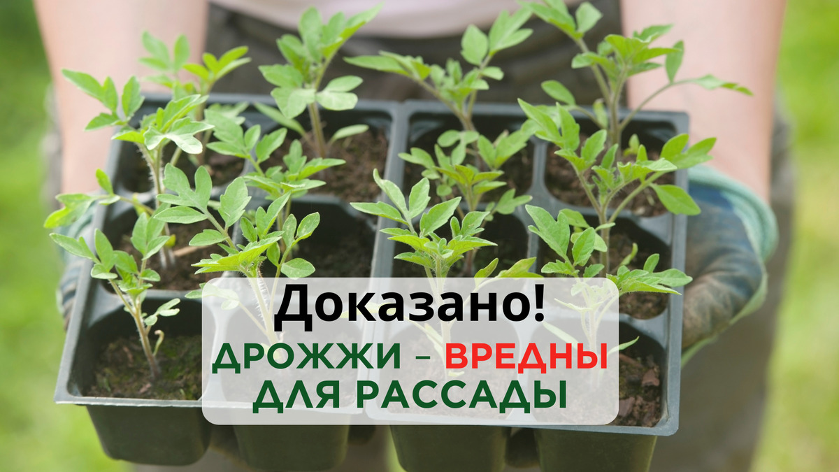Агроном развенчивает псевдонаучный миф о пользе дрожжей в агрономии