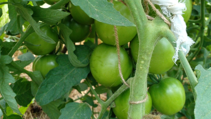    фото smilekaluga.ru