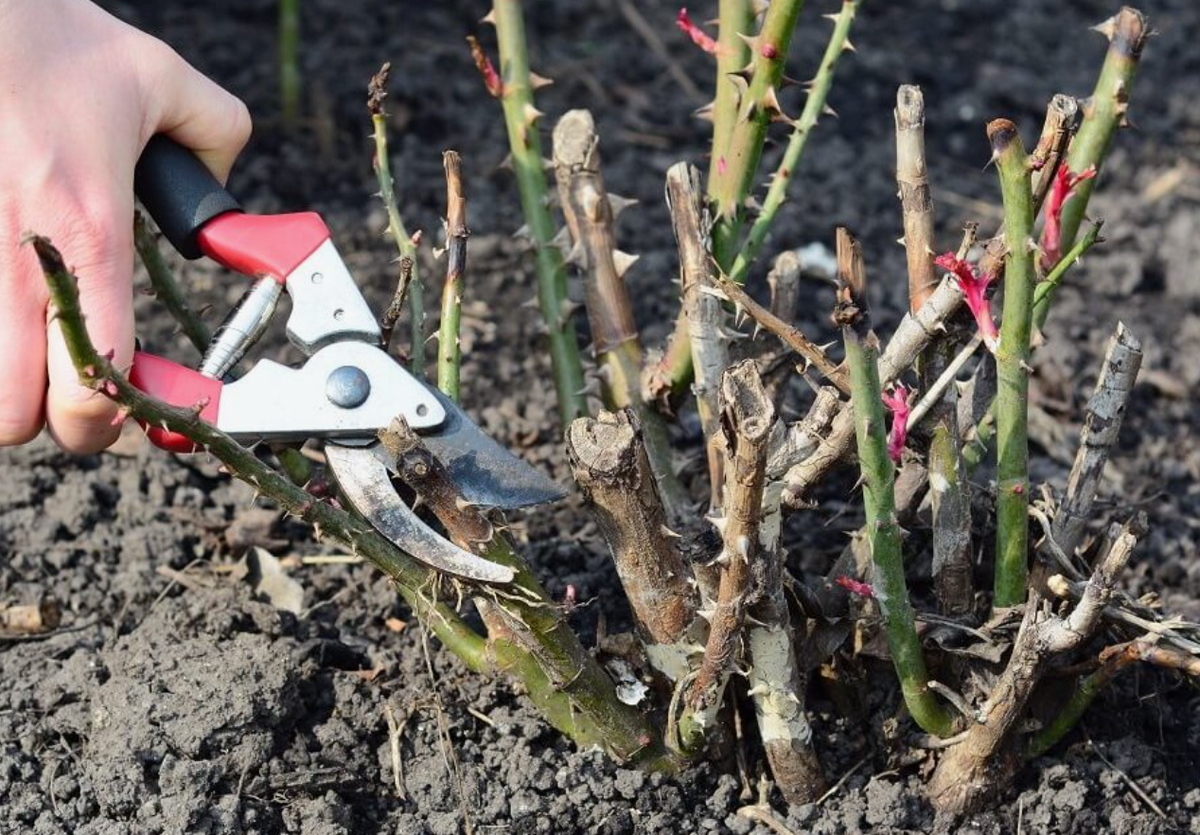 Источник фото: ogorod.ru