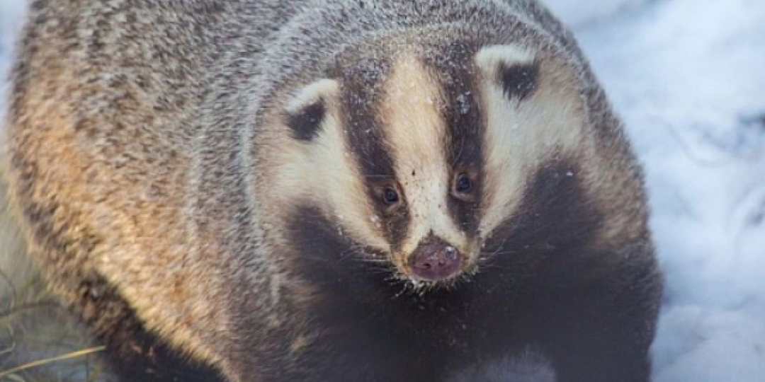 Барсук: Единственный, кто выходит из спячки толстым и сытым, пока другие звери истощены