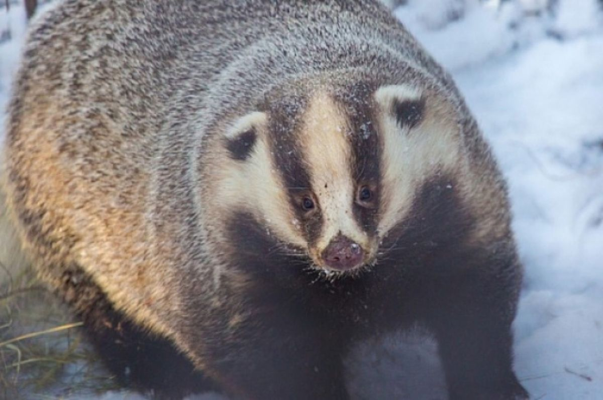 Жир не только служит запасом пищи, но и является крутой термоизоляцией!