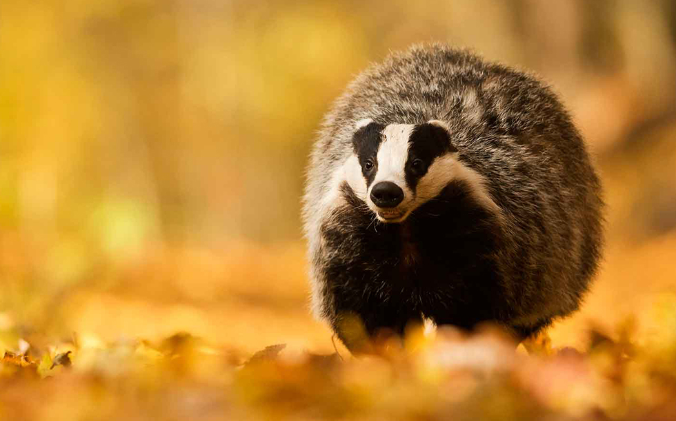 Шарообразный барсук спешит за вкусняшками!