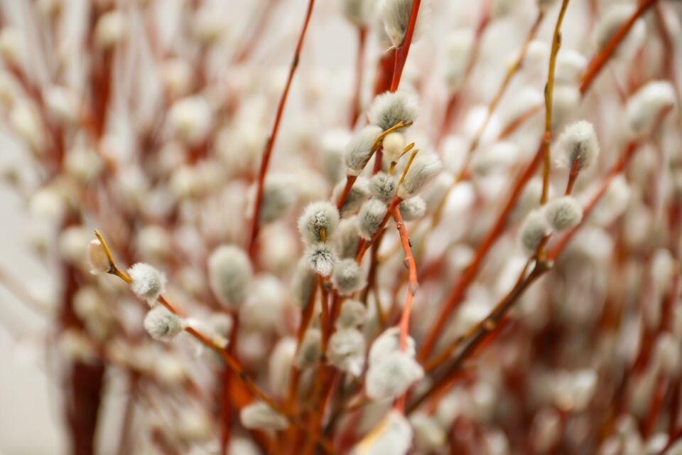    Верба. Источник: Виталий Барабаш