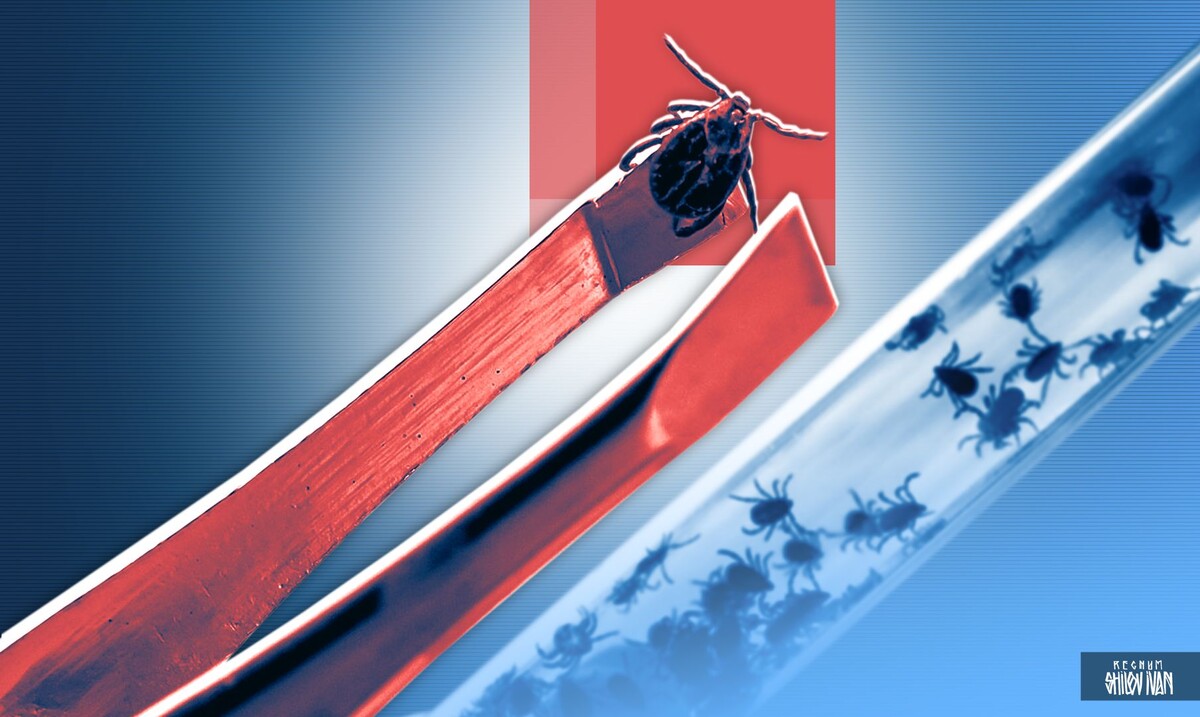     / Источник: Иван Шилов (с) ИА Регнум