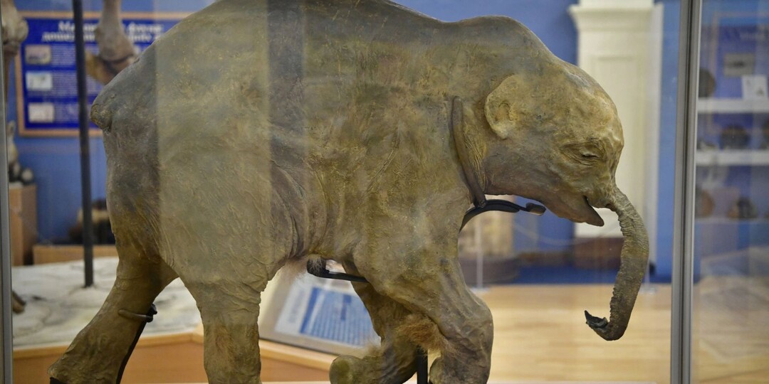 Ямальская Люба до середины мая будет гостить в Томске