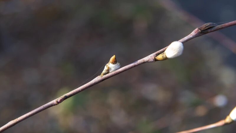     Серебристая верба в Барнауле Анна Зайкова