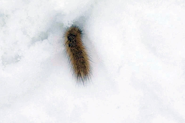    Фото: Венгеровская газета