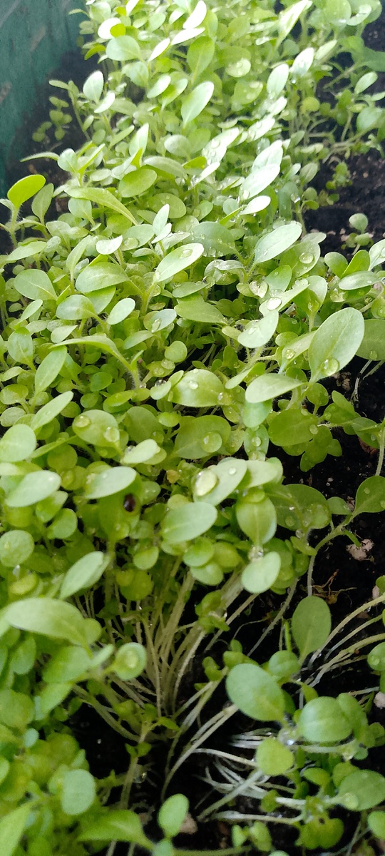 Махорка - всходы с обработкой эпином