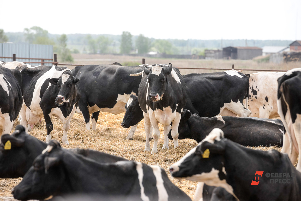 Ключевые проекты региона – животноводческие комплексы, элеватор, модернизация мясокомбината и сырзавода.  Фото: ФедералПресс / Евгений Поторочин