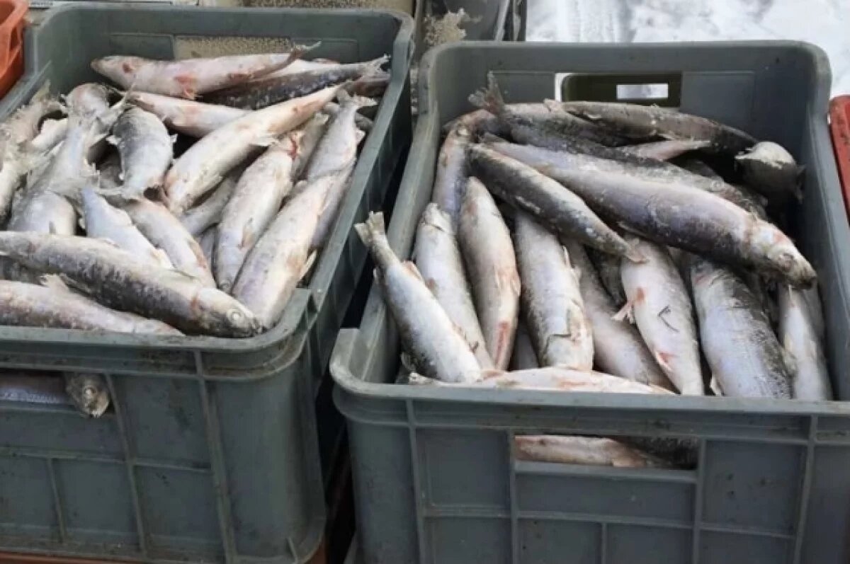    Росрыболовству предложено расширить список мест для лова байкальского омуля