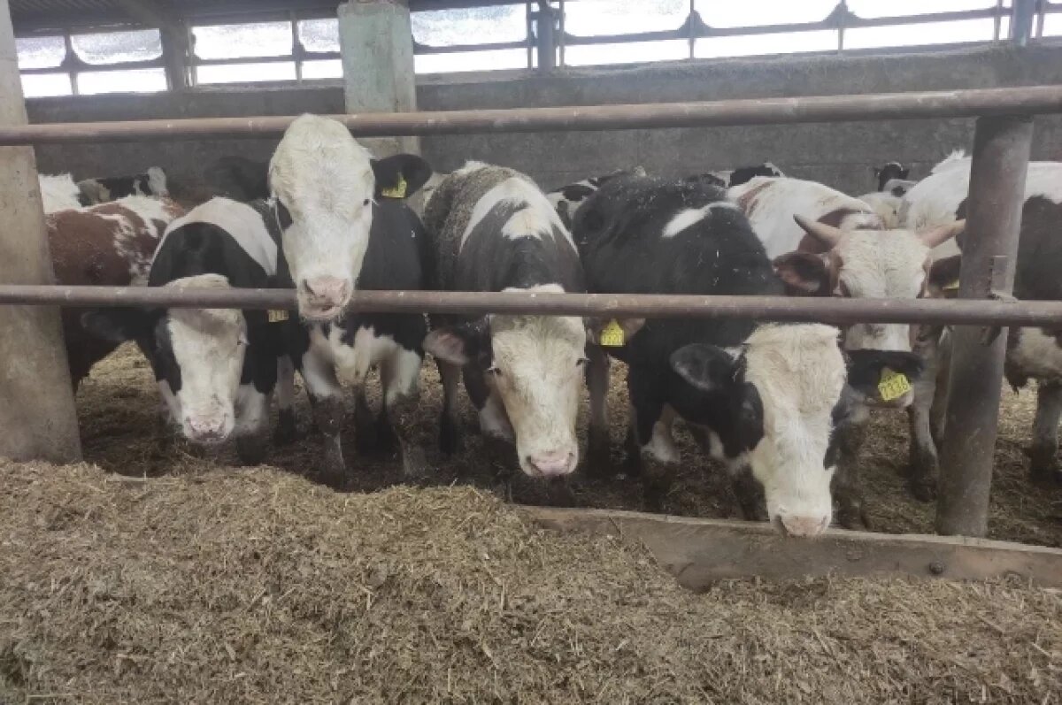    В Управлении ветеринарии Кузбасса опровергли слухи об изъятии скота