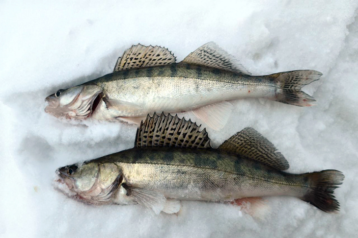 © Фото Михаила Пермина.📷
