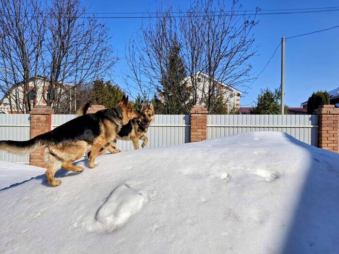 Цыплята. Рассказ