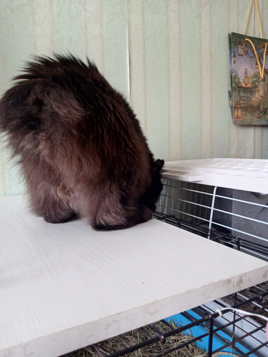 Котик изучает обитателей клеток. Накрыла клетки, но надолго его это не сдержит. (Фото мое) 