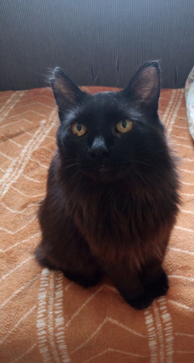 Фото моё. Котик ласковый. Пока не вижу у него вредных привычек 🙂. 