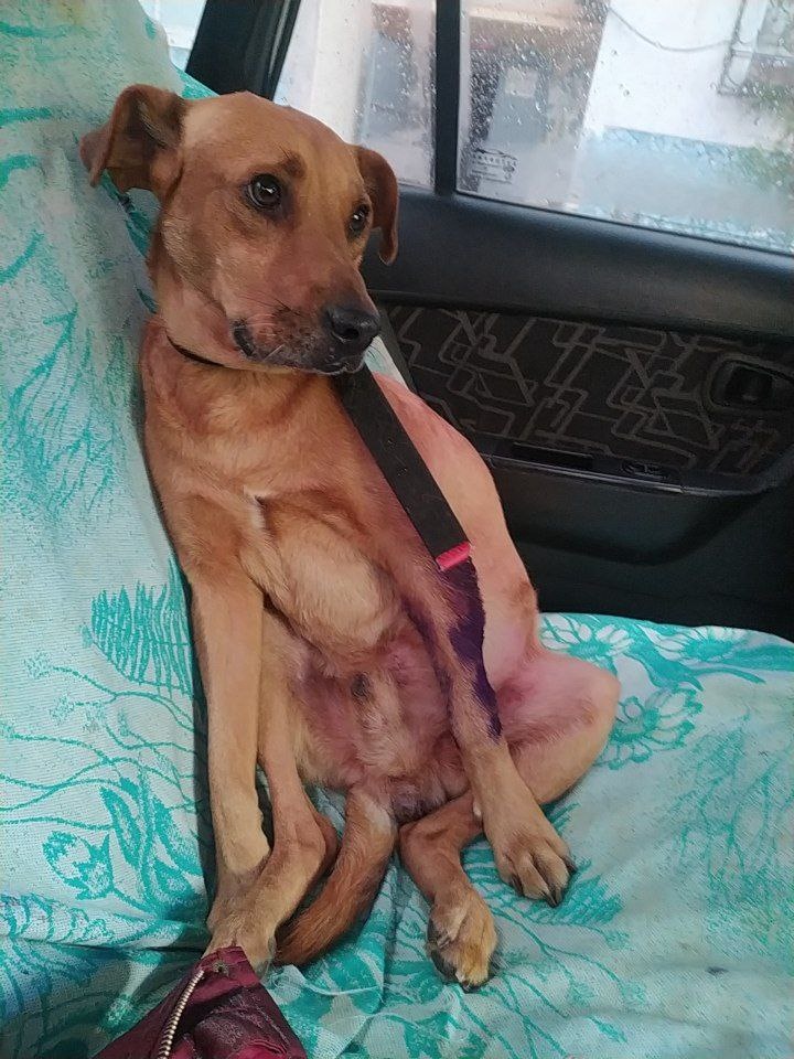 Такой несчастненький, после снятия спицы, Домой в такси.