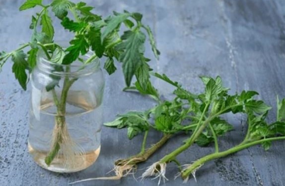 Томаты после пикировки корня. Фото из открытых источников 