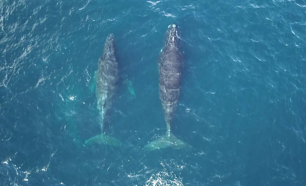 Киты. Фото: Евгений Мамаев