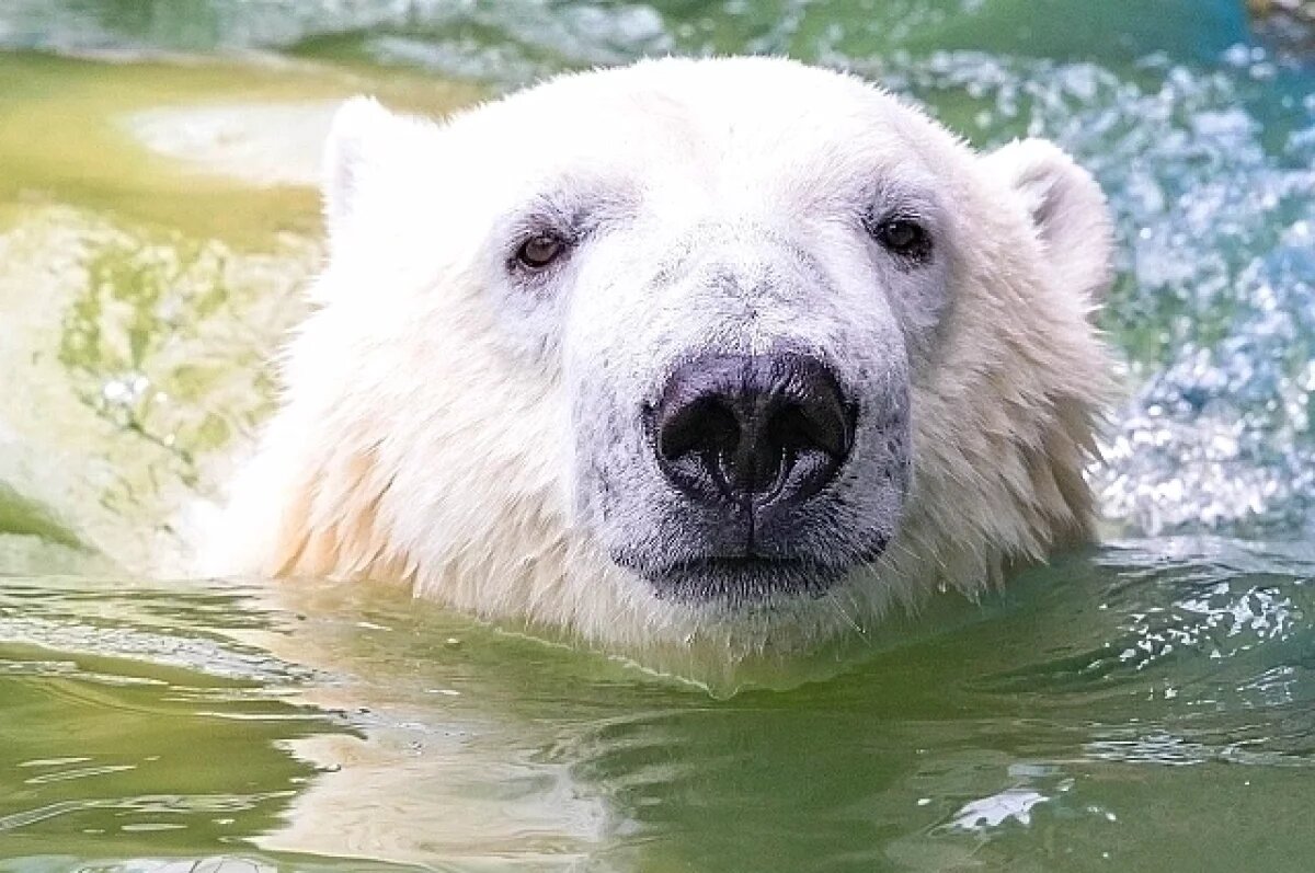    Для полярных хищников вода — естественная среда обитания