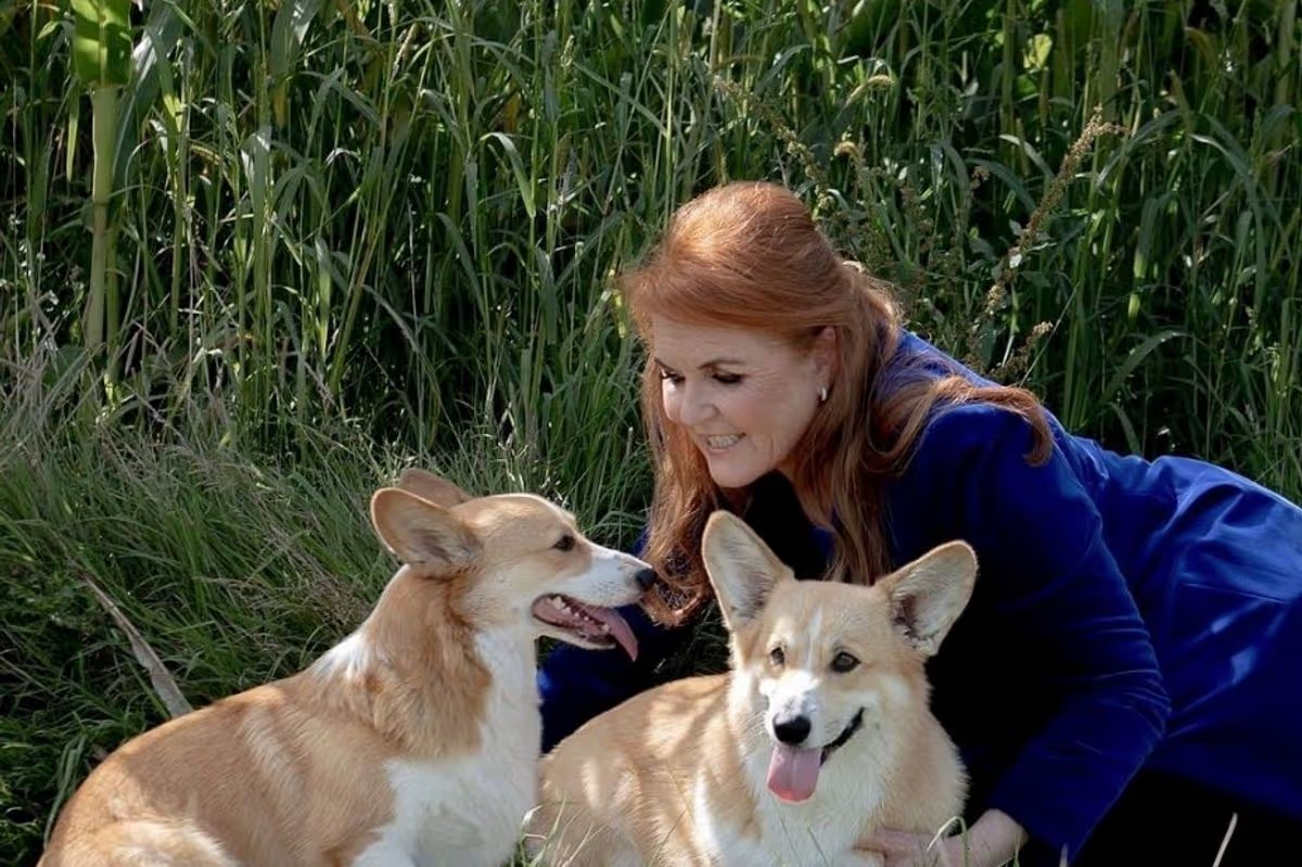 После смерти Елизаветы II принц Эндрю и Сара Фергюсон забрали последних корги королевы Муика и Сэнди к себев Роял Лодж.