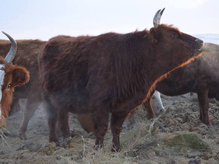     Минсельхозпрод РБ