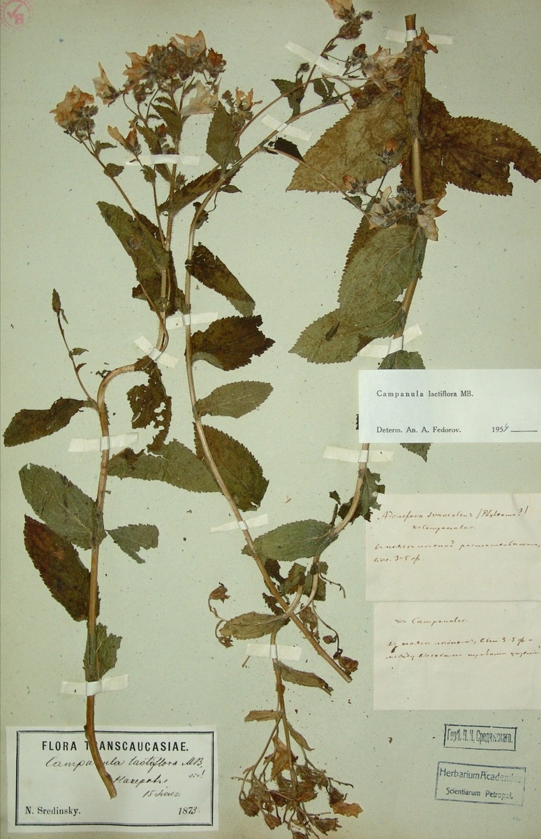 Гербарий 1873 года