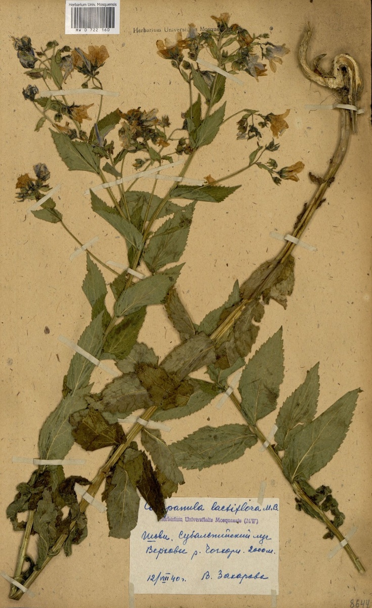 Гербарий 1940 года