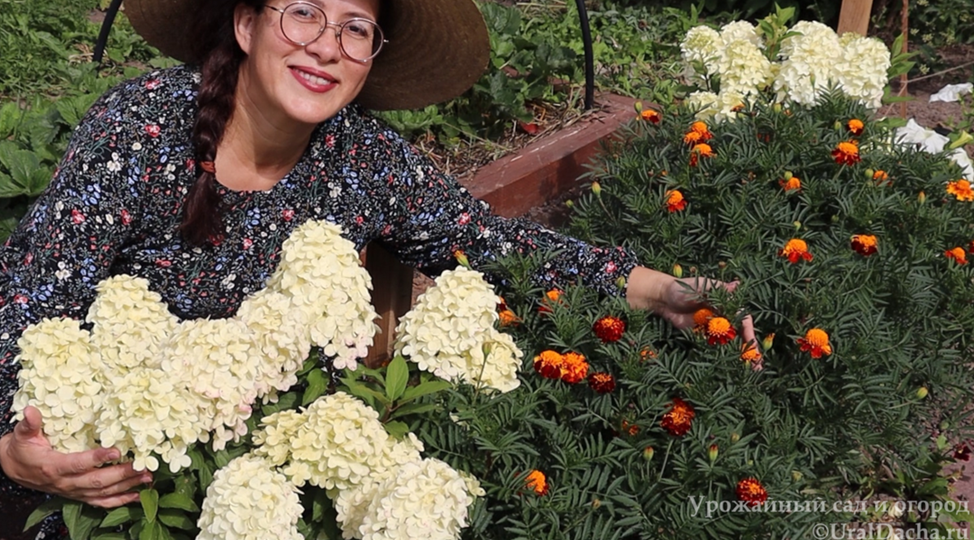 Куда посадить бархатцы не только для красоты, но и для пользы. А где их сажать не стоит