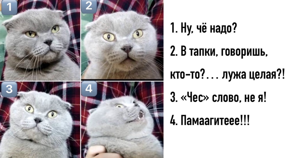 Этот коллаж я сделала сама, после того, как мои мальчишки вот так смешно сфотографировали Макса. А затем и родилась вот такая шутка.